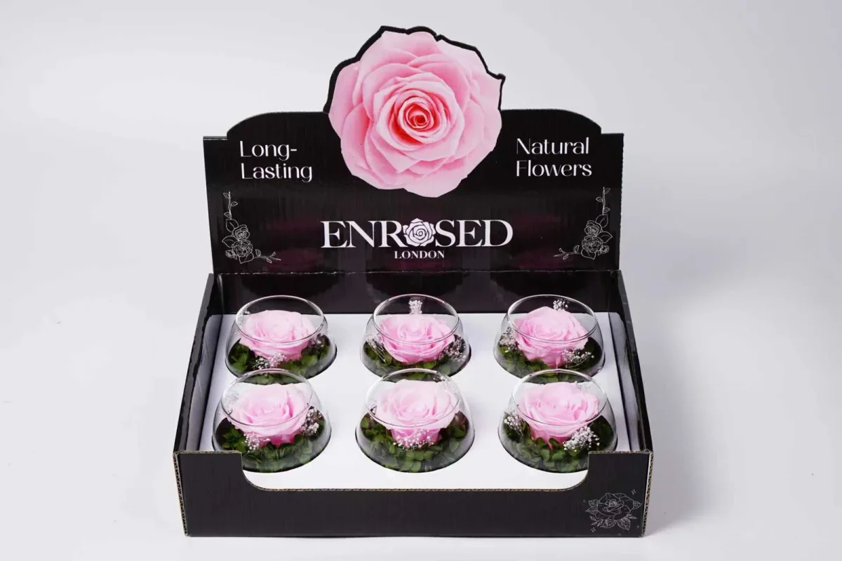 XL Bowl Roses with Display in Cherry Pink