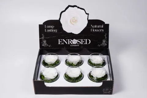 XL Bowl Roses with Display in White