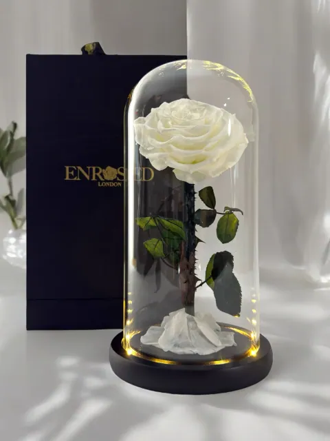 Preserved Rose in 25 cm Glass Dome — Image 6 of 12