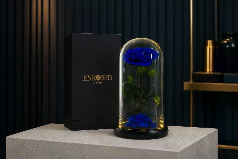 Preserved Rose in 25 cm Glass Dome — Navy; wide product photo in the Enrosed showroom