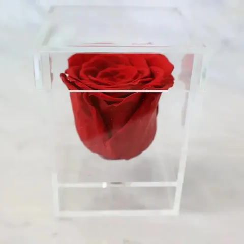 Preserved Rose in Plexibox — Image 7 of 10