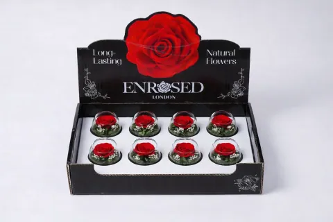 Preserved Bowl Roses with Display in Red