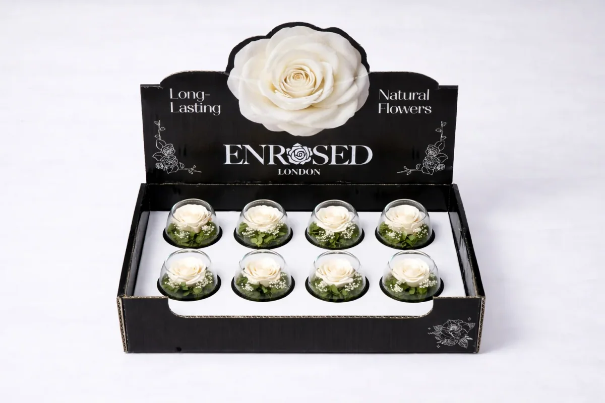Preserved Bowl Roses with Display in White