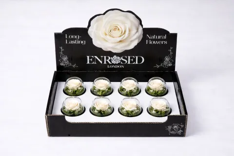 Preserved Bowl Roses with Display in White