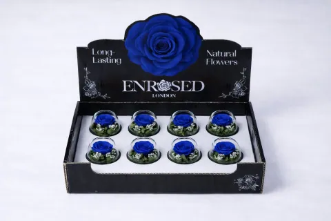 Preserved Bowl Roses with Display in Blue
