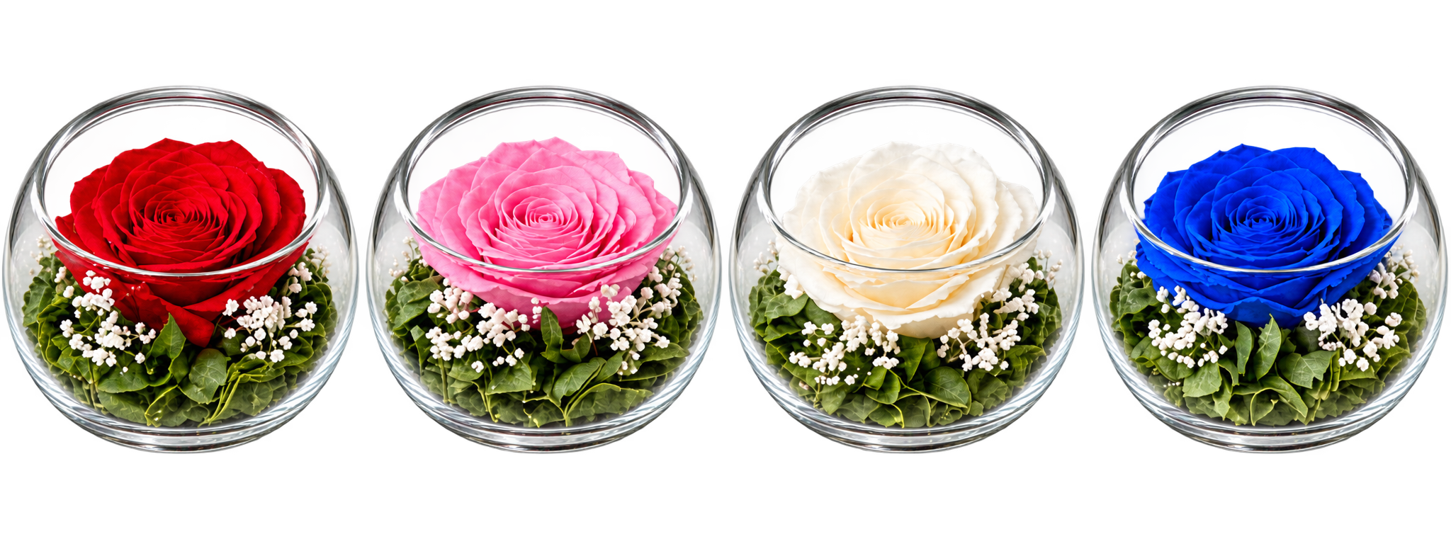 Cuatro cuencos de vidrio abiertos con rosas preservadas rojas, rosas, blancas y azules; las aberturas inclinadas y los bordes se ven claramente.