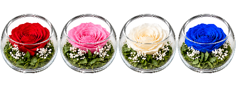 Four open glass bowls with preserved roses in red, pink, white and blue, with clearly visible slanted openings and glass rims.