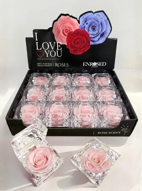 Diamond Rose with Display and Fragrance in Cherry Pink